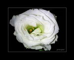 Forever Blue,Lisianthus, Texas Bluebell, Prairie Gentian ,Tulip Gentian,Gentian
